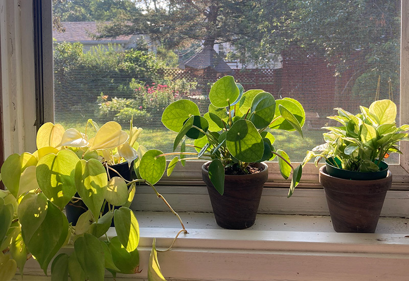 Hardening off on window sill: On the windowsill next to an open window, these plants get a taste of the heat and wind that's waiting for them outdoors.