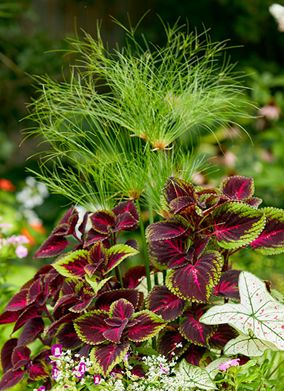 Papyrus in a container planting with coleus: Papyrus adds height and texture to a container planting like you see here paired with coleus.