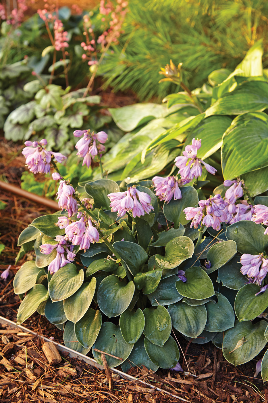 GG187 TP 04 gain1002 'Blue Mouse Ears' dwarf blue hosta photo by Jack Coyier