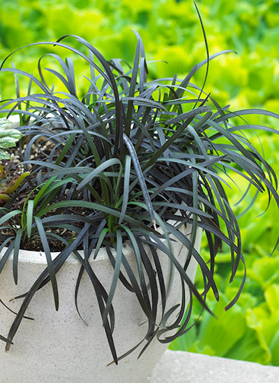 fp-d-black-flowers-foliage-MondoGrass: Add black mondo grass to containers for as a single specimen or into a mixed planting for contrast.