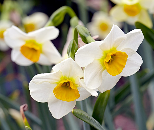Avalanche daffodil: ‘Avalanche’ daffodil grows well in the Southeast region.