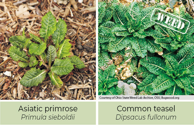 Identifying-weeds--Asiatic-primrose-or-Common-teasel: Asiatic primrose has smooth spines while common teasel has spines.