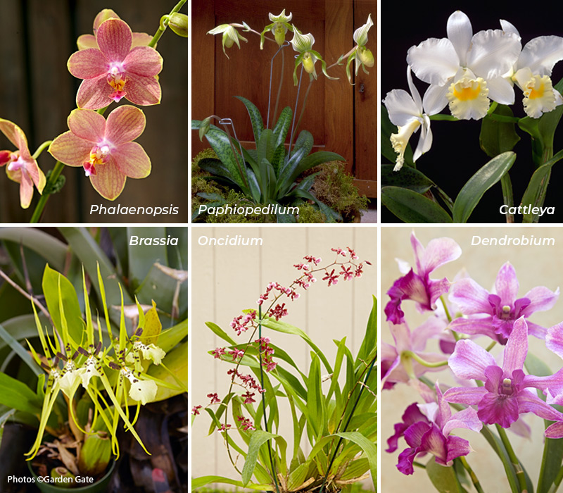 Different types of orchids Copyright Garden Gate: There is a wide array of orchids available, all unique in their own way.