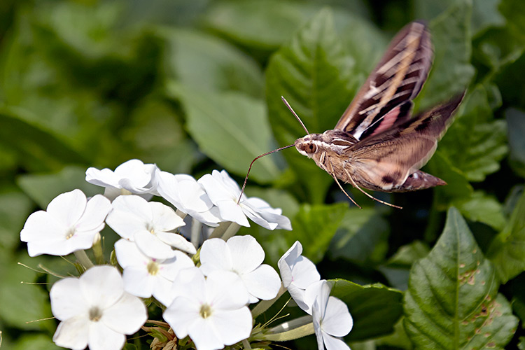 types-of-pollinators-moth: This white-lined sphinx moth helps pollinate because its wings pick up pollen from the flowers as it feeds.