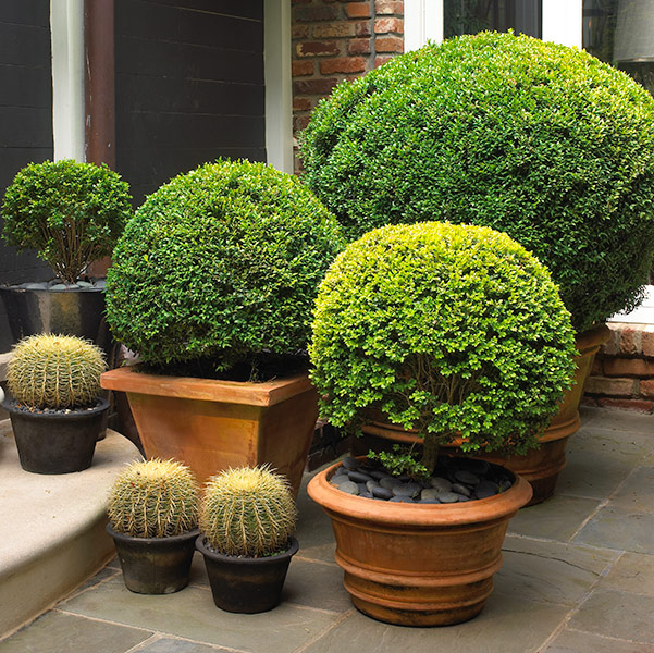repetition-shape: Using round containers echoes the shape of the plants and supports this design using repetition.