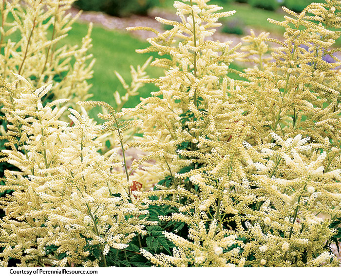 new-shade-perennials-2024-goats-beard: Bring soft texture to the shade border with the fluffy blooms of 'Goatee' goat's beard.