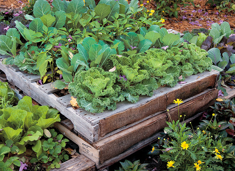 Stacked pallet raised garden bed: Want a taller raised bed? Stack a few pallets to get your desired height.