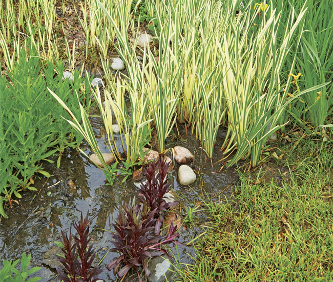 householder-rain-garden-pooling: Use plants that can withstand both flooding and drought to effectively control runoff.