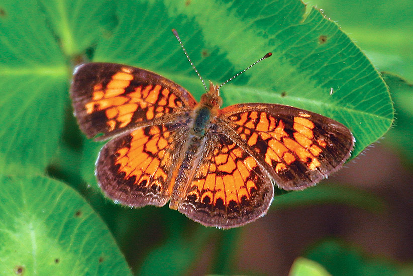 Common-backyard-butterflies-Pearl-crescent-Phyciodes-tharos