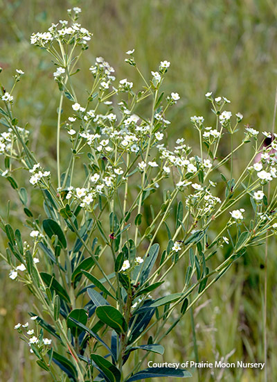 Flowering spurge (Euphorbia corollata)