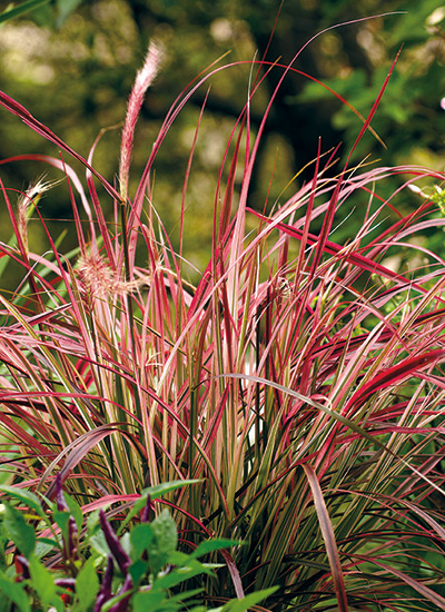 Fountain grass (Pennisetum advena ‘Fireworks’)