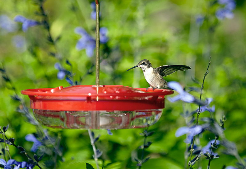 hummingbird-feeder-basin-styleR: Place hummingbird feeders out in the open where birds can see them.