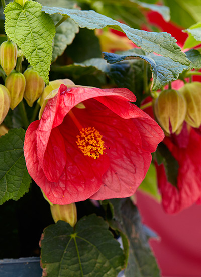 Red-flowers-for-your-garden-Flowering-Maple-Patio-Lantern2: Flowering maple get part of their common name from the resemblance to the foliage of maple trees.