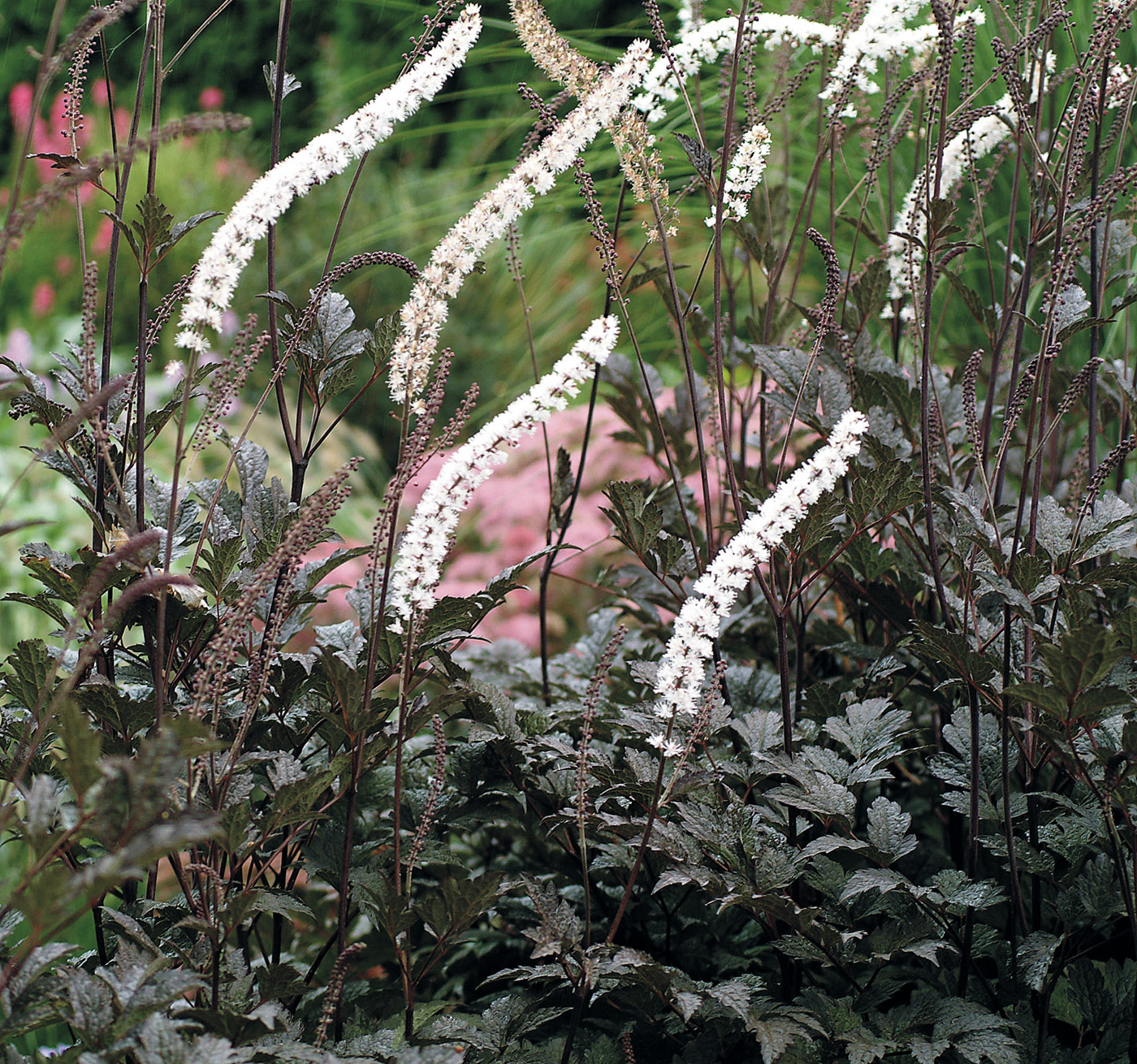 GG106 25f01 ‘Black Negligee’ bugbane: Fragrant white flower spikes accent stunning dark foliage of ‘Black Negligee’ bugbane.