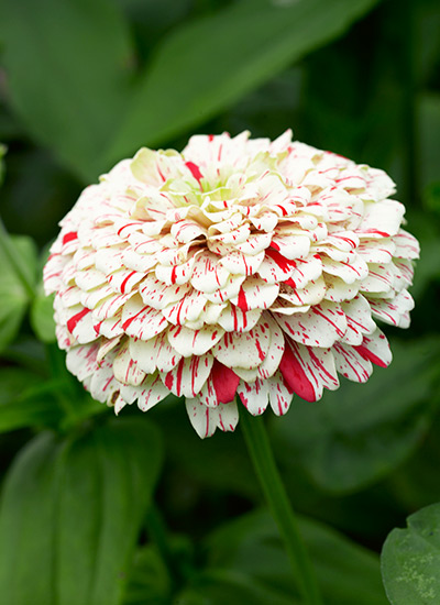 Candy Cane Mix zinnia (Zinnia elegans) 