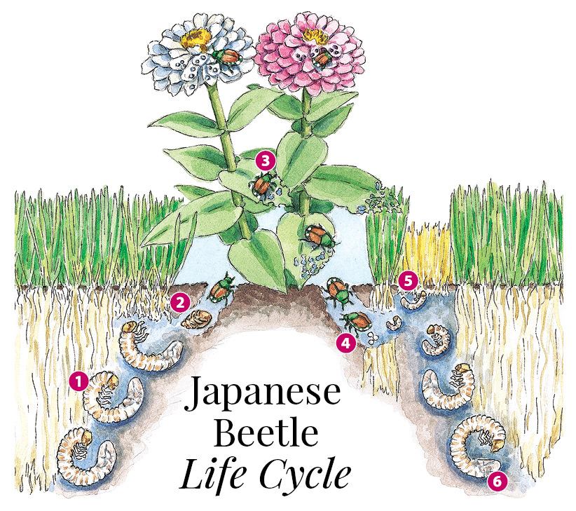 Japanese beetle life cycle illustration by Carlie Hamilton: Illustrated Japanese beetle life cycle by Carlie Hamilton.