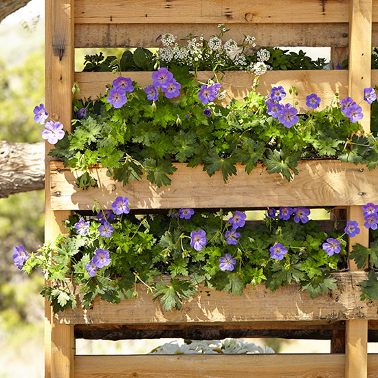 upcycled-pallet-planter-lead: Purple perennial geraniums and sweet alyssum have shallow root systems, making them a good fit for this vertical pallet planter.