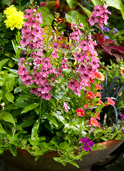 best-container-plants-angelonia: Upright blooms of angelonia make a great thriller plant in a container.