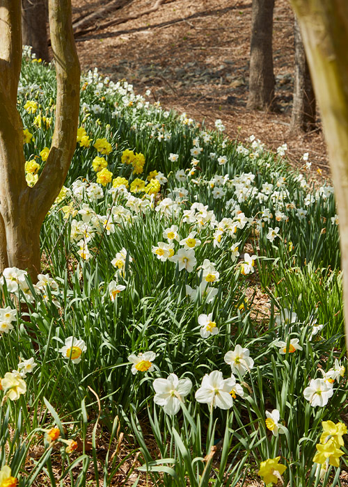 Daffodil Narcissus spp. and hybrids: Daffodils can naturalize in your yard to create a beautiful sight like this in spring!