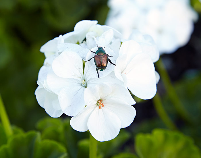 japanese beetle on a white zonal geranium bloom head: Be on the lookout for fallen beetles around your zonal geraniums. Japanese beetles will eat the petals, which can paralyze them for a while, giving you a chance to get rid of the pests.