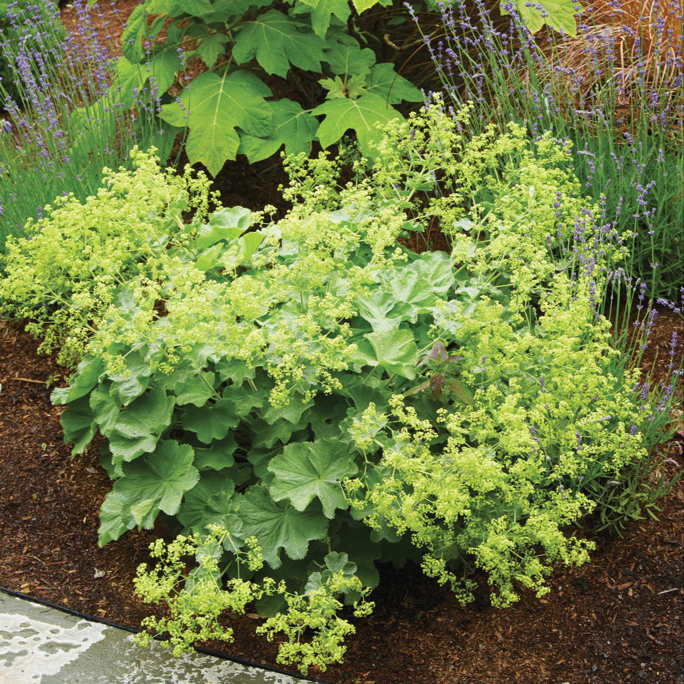 GG186 Staunton garden gaju0074 Lady's Mantle
