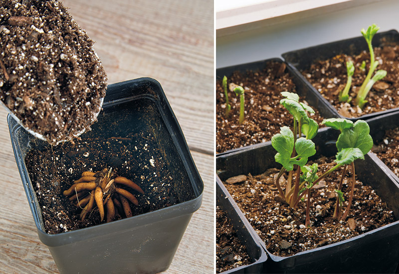 how-to-grow-ranunculus-planting: Plant ranunculus tubers so the stem piece faces up, and the tubers curl down. Soaked tubers tend to sprout faster — in just a week or two.
