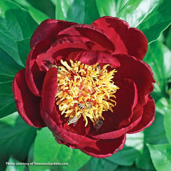 Angelic burgundy peony by Swensen Gardens:  With lots of sturdy stems there's no need for staking the luscious double blooms of 'Angelic Burgundy'.
