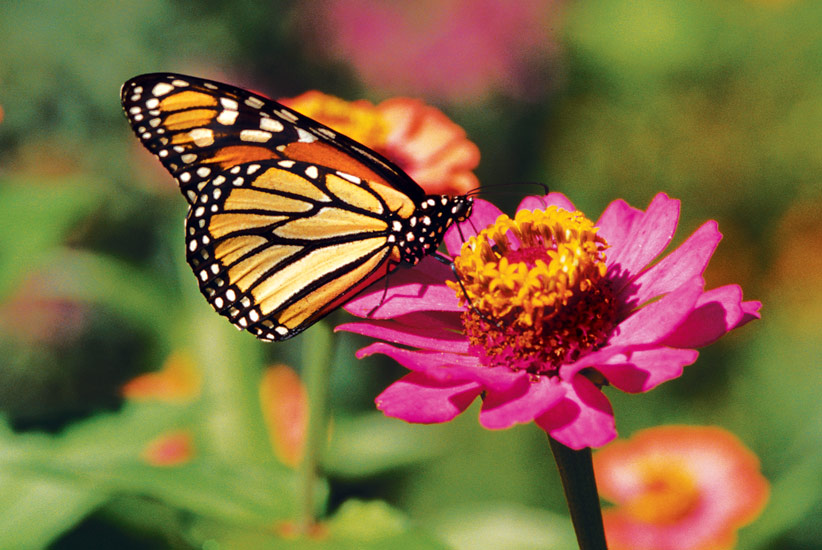 Butterfly on pink zinnia: Zinnia flowers offer a perfect landing pad for butterflies.