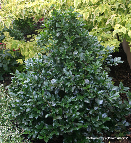 Foundation-plants-by-shape-Castle-spire-holly-pyramial: Castle Spire holly leads your eye up with its narrow top.