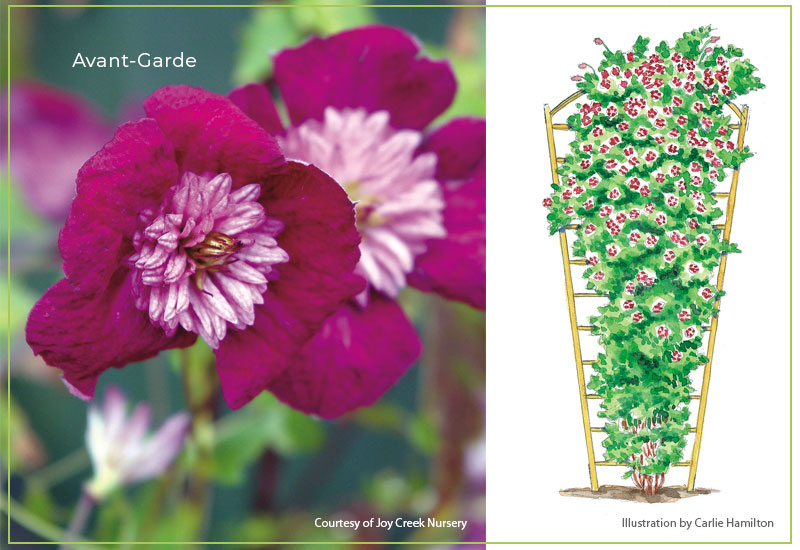 Avant-Garde-clematis-with-illustration: The early summer blooms of Avant-Garde clematis are a stunning velvet-red with pink pompon center.