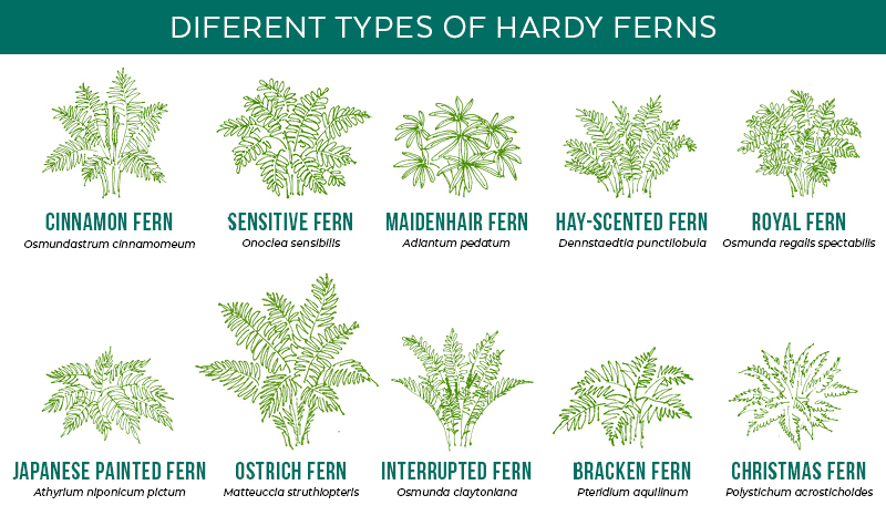 Fern-illustrations-with-labels-2