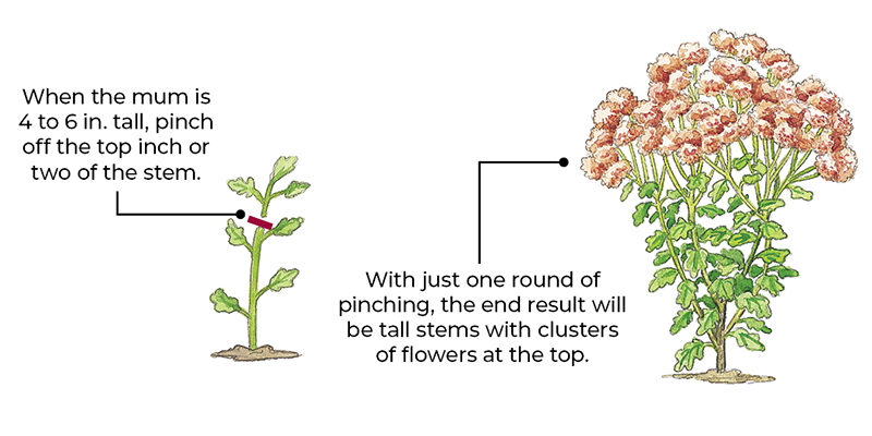How to pinch mums for more flowers illustration by Carlie Hamilton: Pinching the growing tip of your mums early in the season will result in more blooms. 