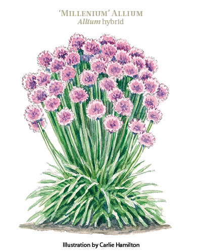 Millenium allium botanical illustration by Carlie Hamilton: Botanical illustration by Carlie Hamilton.
