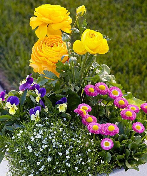 Spring container with ranunculus and pansy: Group several small plants close together to get this full look right away!