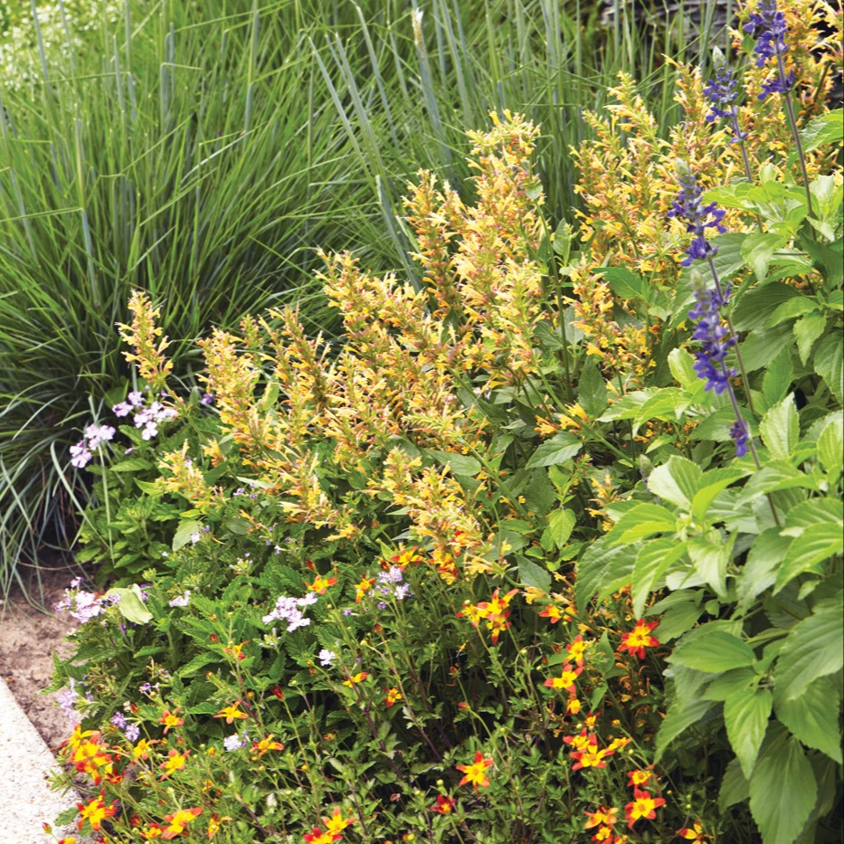 GG187 AG 03 gajd0675 171097: 'Kudos Gold' agastache