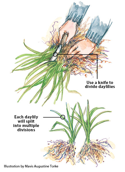 fp-pg-grow-great-daylilies-DivideIllustration