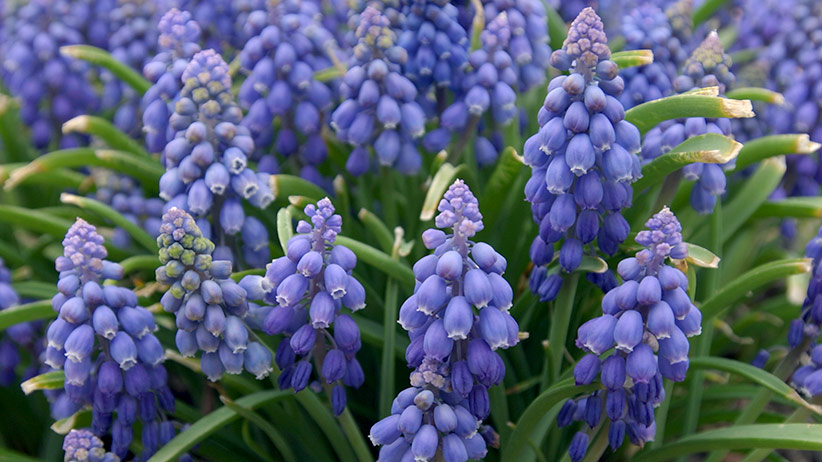 Bulb-calculator-hyacinth: Find out how many grape hyacinth bulbs you’ll need with the calculator below.