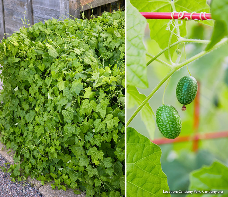 Cucumelon plant: Cucamelons look like tiny watermelons but taste like cucumbers with a twist of lime!