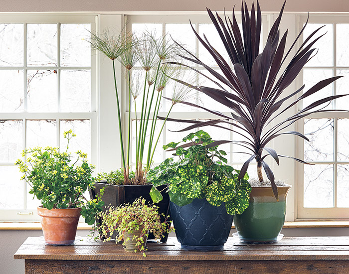 how-to-overwinter-container-plants-indoors-lead