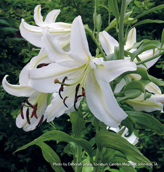 Oriental lily (Lilium ‘Casa Blanca’)