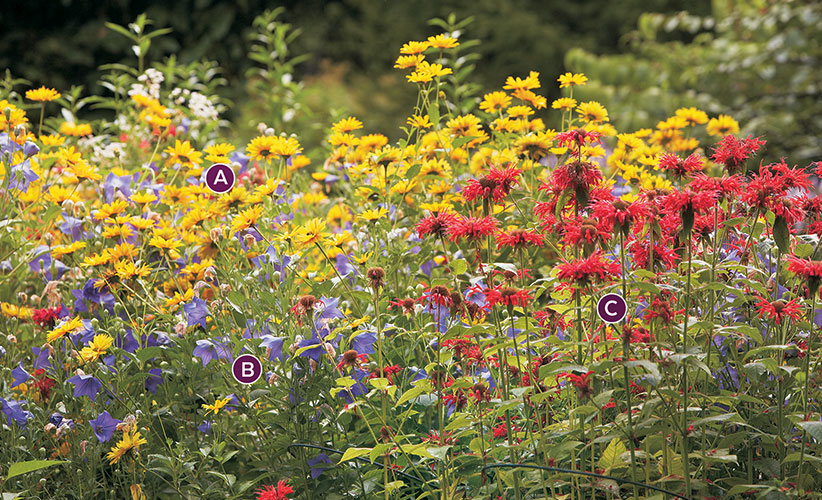 summer-perennial-garden-bed-ideas-warm-color-palette-labeled: This warm color palette adds energy to your garden.