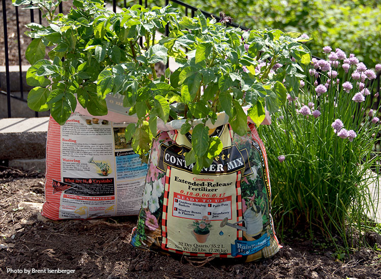 how-to-grow-potatoes-in-potting-soil-bag: Be sure to poke holes in the bottom of the bag for drainage. 