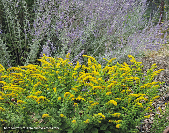 Designing-with-goldenrod-Golden-Fleece-goldenrod: ‘Golden Fleece’ see here is one of the shortest goldenrods, growing just 1 to 2 ft. tall and wide.