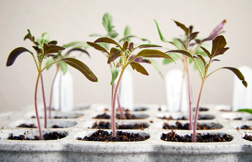 Seedlings in a growing tray: Starting your own seeds is a great way to grow exactly what you want for your garden.