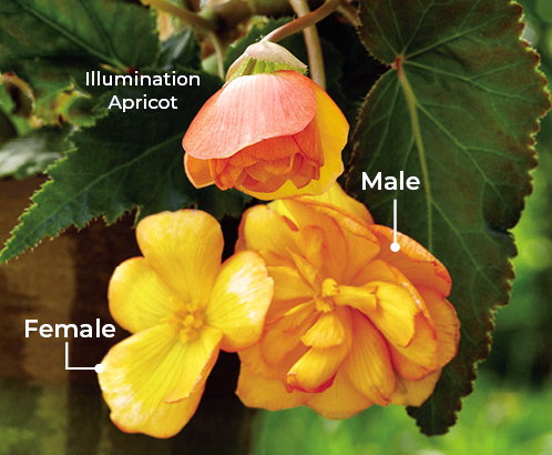 Male-and-female-flowers-on-tuberous-begonia: If you’d like bigger double flowers and more of them, pinch off  the female buds as they form beside each male flower. 
