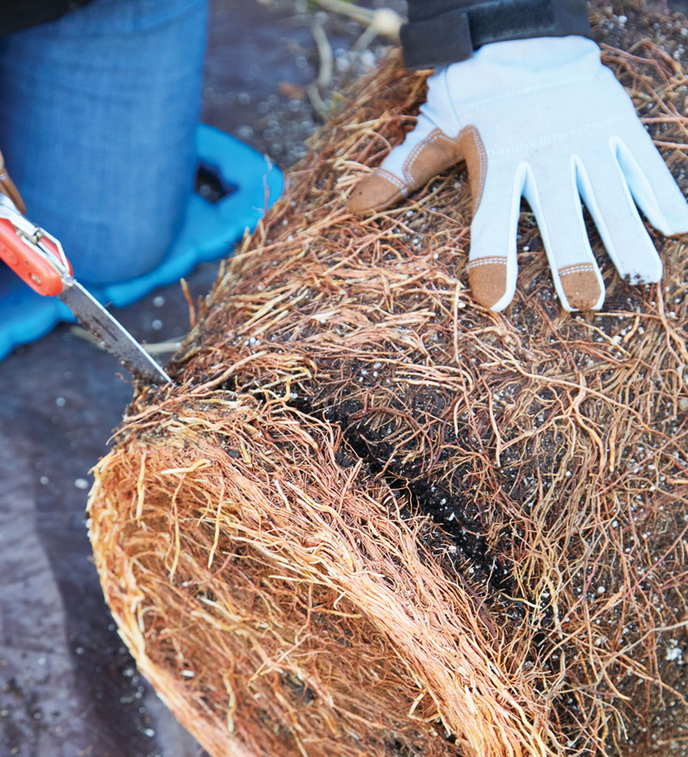 root-pruning-sq: Massed circling roots at the bottom of the root ball indicate this tree is ready to be root-pruned and repotted.