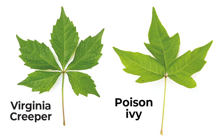 Poison-Ivy-lookalikes-Virginia-creeper-vs-poison-ivy
