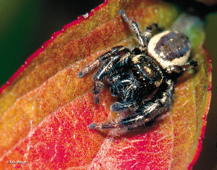 garden spider jumping spider by Ken Meyer: Jumping spiders have four eyes giving them excellent vision for hunting prey.