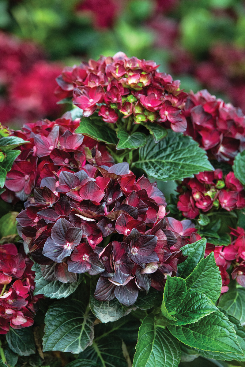 Hydrangea macrophylla Centennial Ruby by Doreen Wynja, for Monrovia: Try stunning new Centennial Ruby from Monrovia for ruby red blooms on a bigleaf hydrangea. Photo courtesy of Monrovia, by Doreen Wynja.