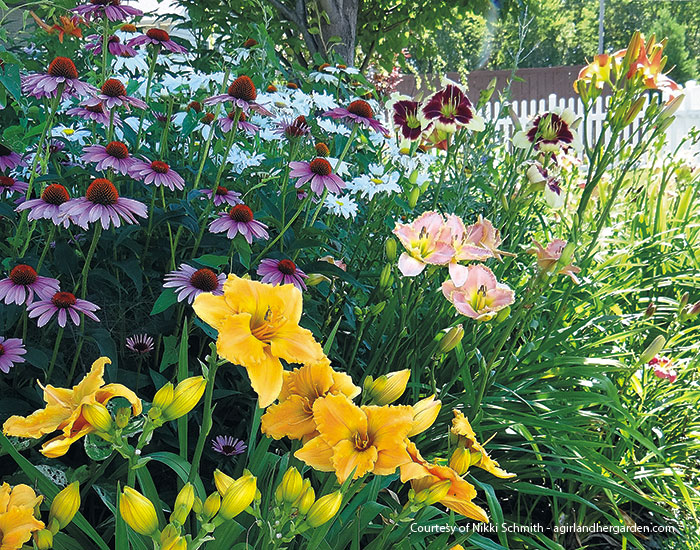 how-to-grow-great-daylilies-daylily-garden-border: Unified by the same foliage shape and color, three different daylily cultivars can be planted next to each other without looking mismatched.